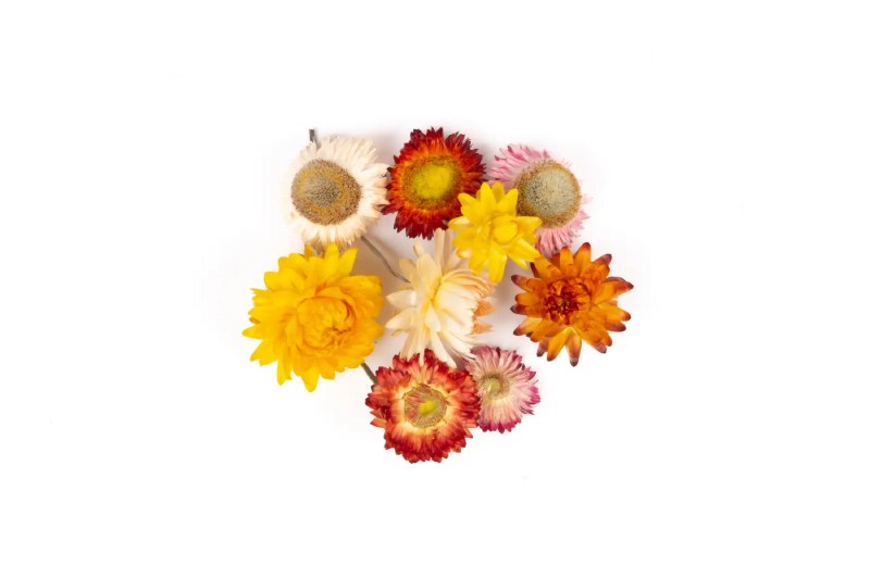 Picture of Dried Helichrysum Heads Mixed 50g